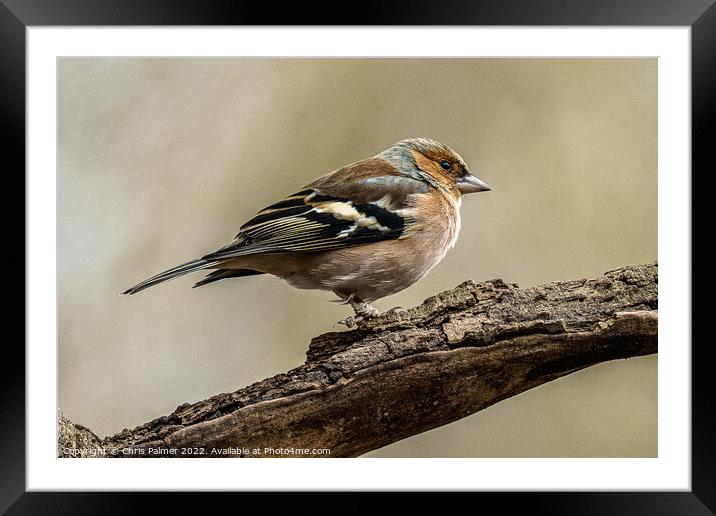 Chaffinch Framed Mounted Print by Chris Palmer