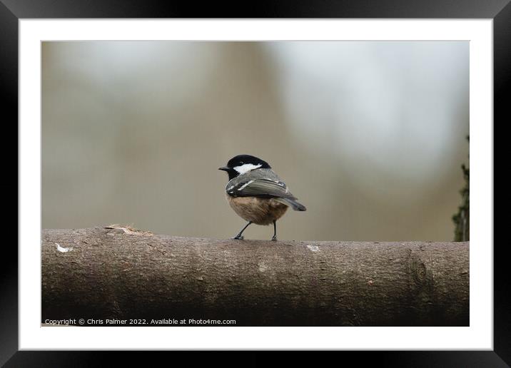 A small bird perched on top of a wooden post Framed Mounted Print by Chris Palmer