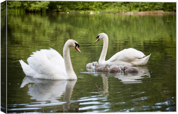 Proud parent swans of 6 small cygnets on an English waterway Canvas Print by Gordon Dixon