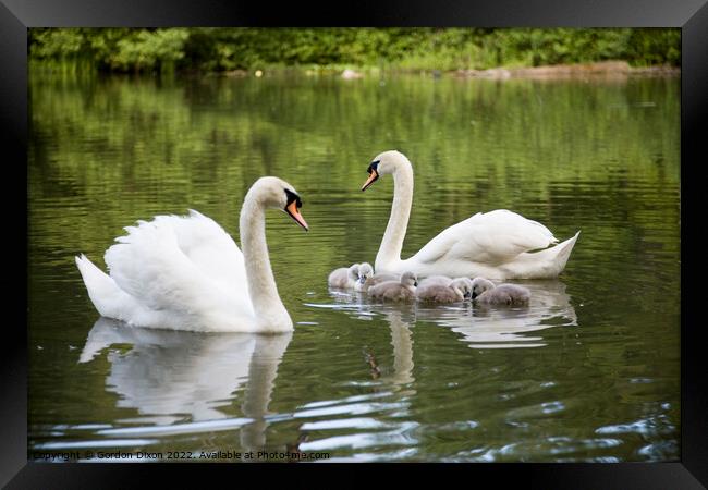 Proud parent swans of 6 small cygnets on an English waterway Framed Print by Gordon Dixon