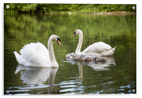 Proud parent swans of 6 small cygnets on an English waterway Acrylic by Gordon Dixon