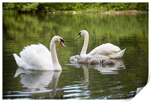 Proud parent swans of 6 small cygnets on an English waterway Print by Gordon Dixon
