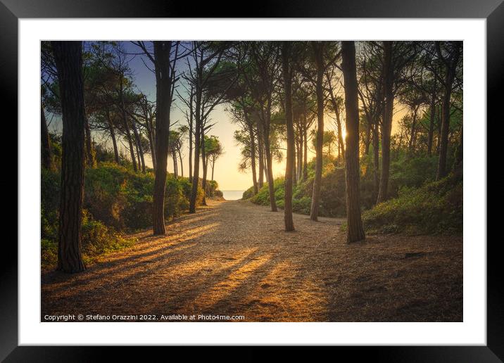 Path in pinewood forest and sea. Marina di Cecina, Tuscany Framed Mounted Print by Stefano Orazzini