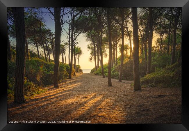 Path in pinewood forest and sea. Marina di Cecina, Tuscany Framed Print by Stefano Orazzini