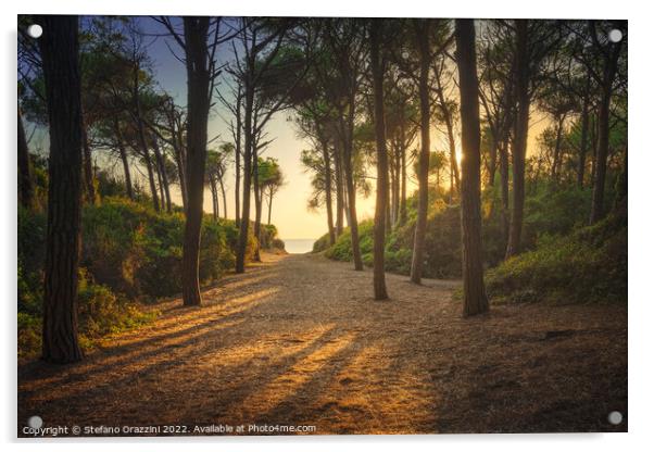 Path in pinewood forest and sea. Marina di Cecina, Tuscany Acrylic by Stefano Orazzini