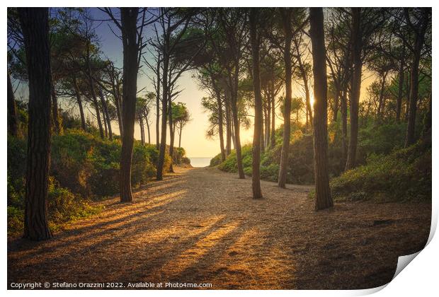 Path in pinewood forest and sea. Marina di Cecina, Tuscany Print by Stefano Orazzini