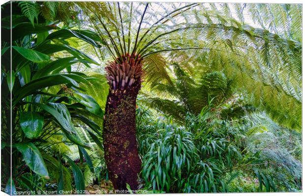 Tree Fern Canvas Print by Travel and Pixels 