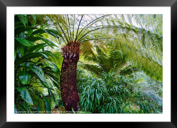 Tree Fern Framed Mounted Print by Travel and Pixels 