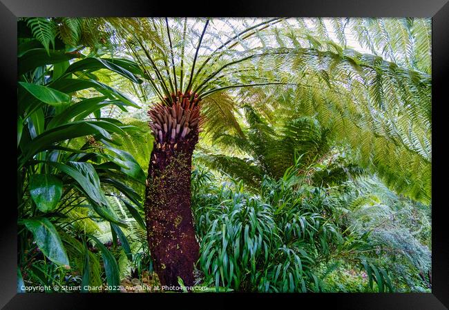 Tree Fern Framed Print by Travel and Pixels 
