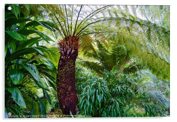 Tree Fern Acrylic by Travel and Pixels 