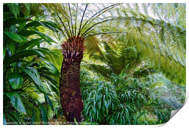 Tree Fern Print by Travel and Pixels 