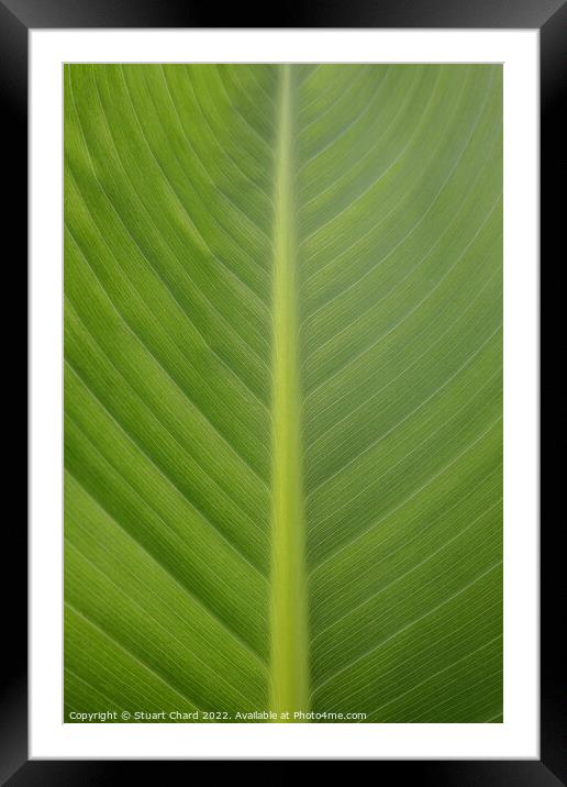 Plant Leaf Framed Mounted Print by Stuart Chard