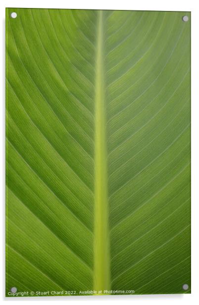 Plant Leaf Acrylic by Stuart Chard