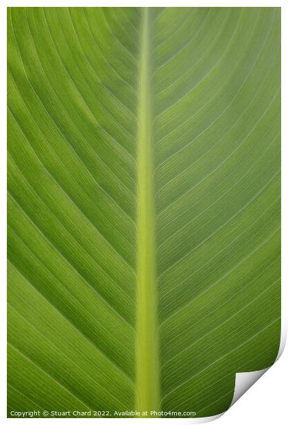 Plant Leaf Print by Travel and Pixels 