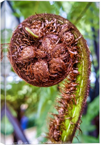Unfurling Fern Frond Canvas Print by Travel and Pixels 