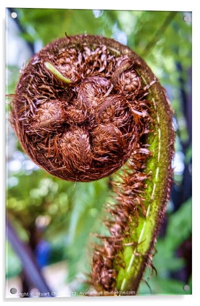 Unfurling Fern Frond Acrylic by Travel and Pixels 