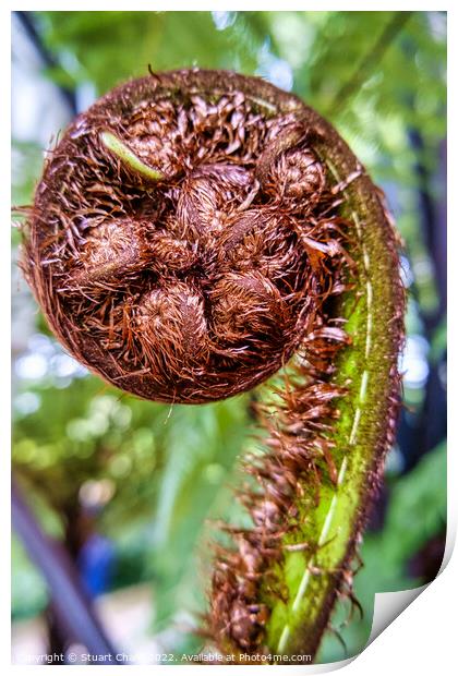 Unfurling Fern Frond Print by Travel and Pixels 