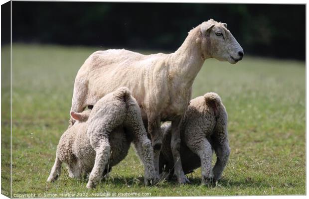 Spring Lambs Canvas Print by Simon Marlow