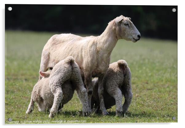 Spring Lambs Acrylic by Simon Marlow