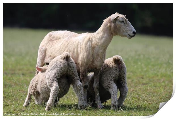 Spring Lambs Print by Simon Marlow