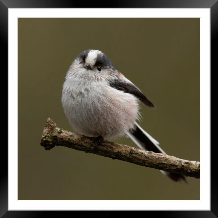 Long tailed tit Framed Mounted Print by Jonathan Thirkell