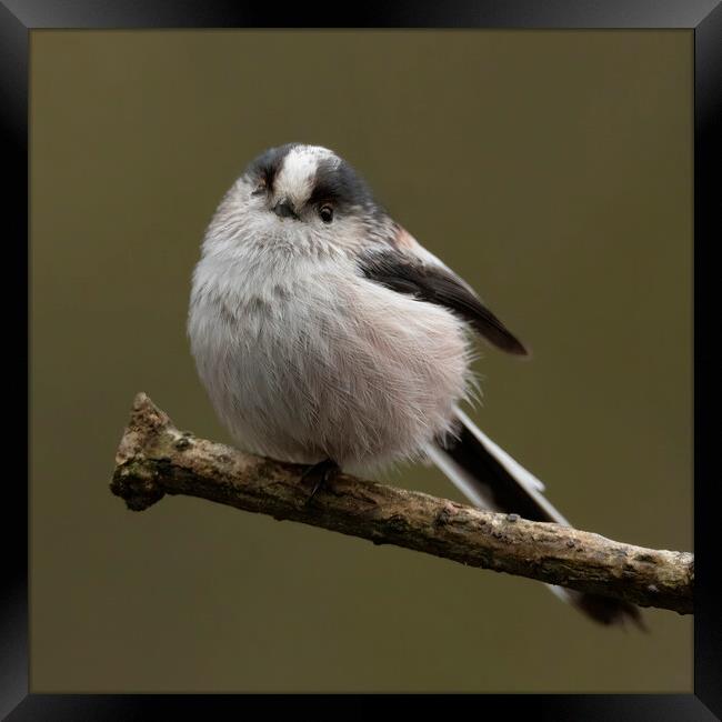Long tailed tit Framed Print by Jonathan Thirkell