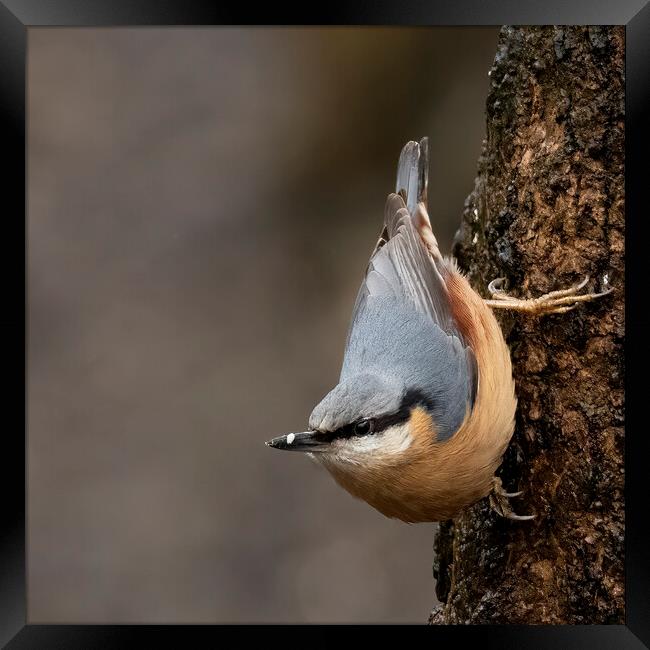 Nuthatch Classic Pose Framed Print by Jonathan Thirkell