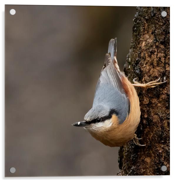 Nuthatch Classic Pose Acrylic by Jonathan Thirkell