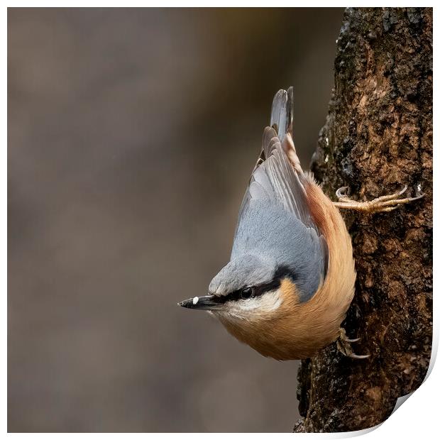 Nuthatch Classic Pose Print by Jonathan Thirkell