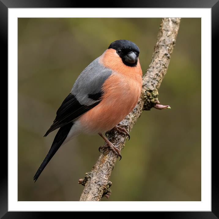 Male Bullfinch in the rain Framed Mounted Print by Jonathan Thirkell