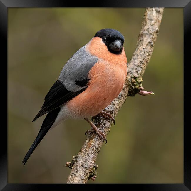 Male Bullfinch in the rain Framed Print by Jonathan Thirkell