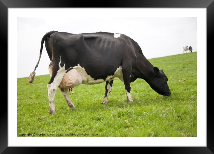 A cow grazing on a lush green hill in Somerset, England Framed Mounted Print by Gordon Dixon