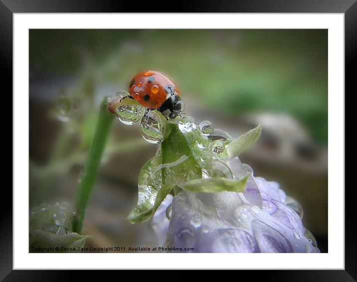 Ladybird under a Summer rain Framed Mounted Print by