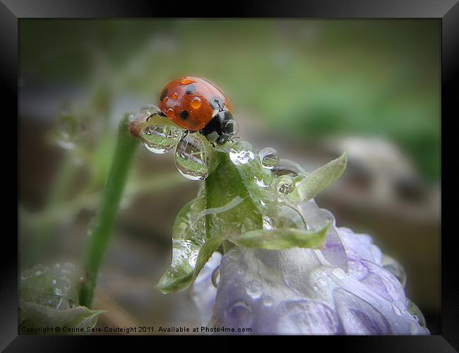 Ladybird under a Summer rain Framed Print by