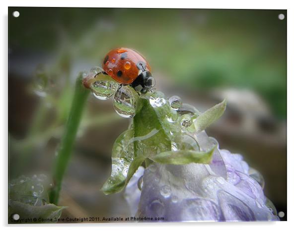 Ladybird under a Summer rain Acrylic by