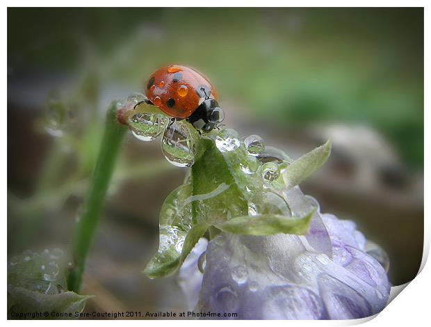 Ladybird under a Summer rain Print by