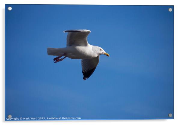 Gull Overhead. Acrylic by Mark Ward