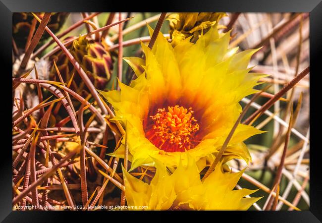Yellow Blossom Fishhook Barrel Cactus Blooming Macro Framed Print by William Perry