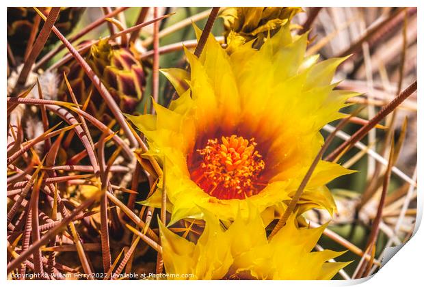 Yellow Blossom Fishhook Barrel Cactus Blooming Macro Print by William Perry