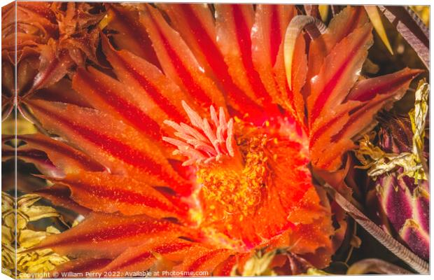 Red Blossom Fishhook Barrel Cactus Blooming Macro Canvas Print by William Perry