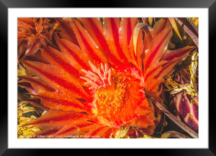 Red Blossom Fishhook Barrel Cactus Blooming Macro Framed Mounted Print by William Perry