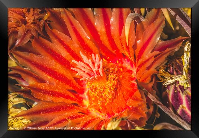 Red Blossom Fishhook Barrel Cactus Blooming Macro Framed Print by William Perry