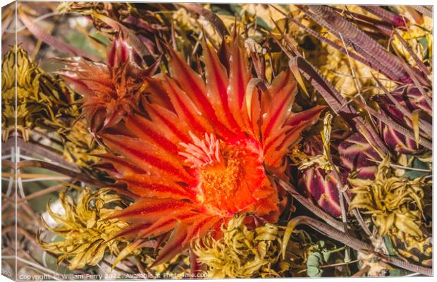 Red Blossom Fishhook Barrel Cactus Blooming Macro Canvas Print by William Perry