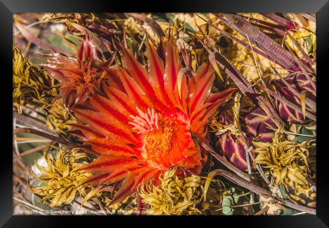 Red Blossom Fishhook Barrel Cactus Blooming Macro Framed Print by William Perry