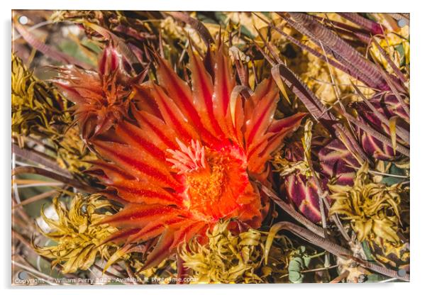 Red Blossom Fishhook Barrel Cactus Blooming Macro Acrylic by William Perry