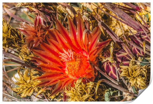 Red Blossom Fishhook Barrel Cactus Blooming Macro Print by William Perry