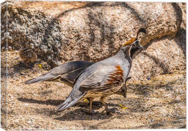Gambel's Quails Looking for Food Arizona Canvas Print by William Perry