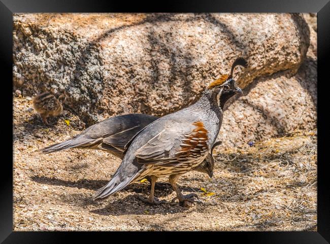 Gambel's Quails Looking for Food Arizona Framed Print by William Perry