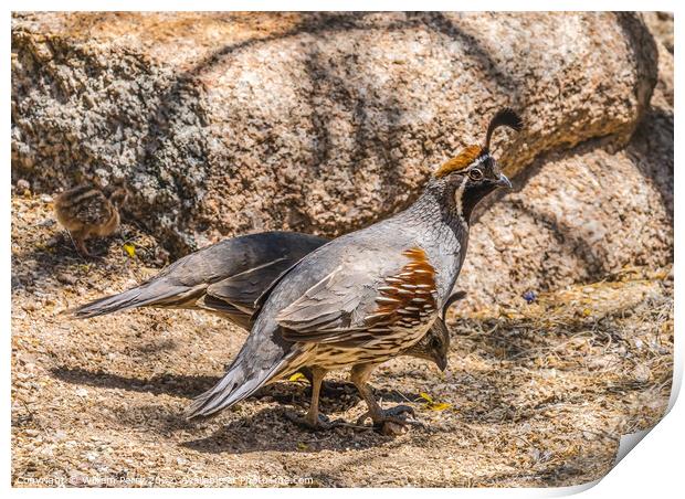 Gambel's Quails Looking for Food Arizona Print by William Perry