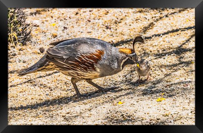 Gambel's Quail Giving Food to Chick Arizona Framed Print by William Perry